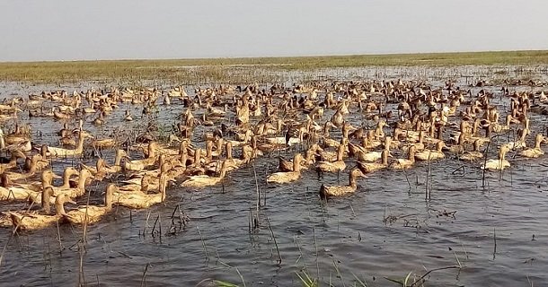 হাঁস পালন করে কোটিপতি এজাহারুন হাঁস পালন করে কোটিপতি এজাহারুন